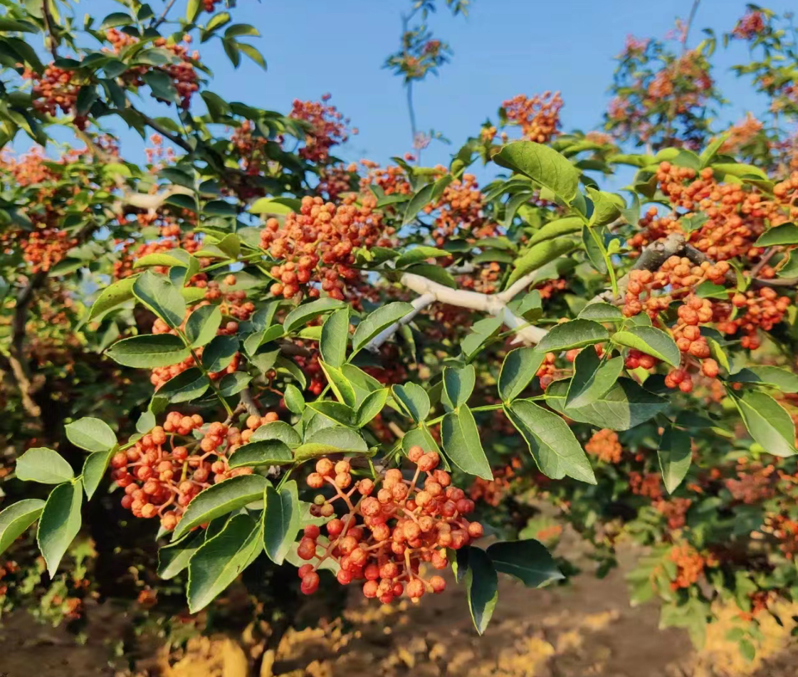 一場(chǎng)震撼味蕾與心靈的盛宴